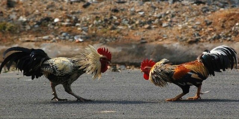 Các hình thức đá gà hấp dẫn có tại Digmaan