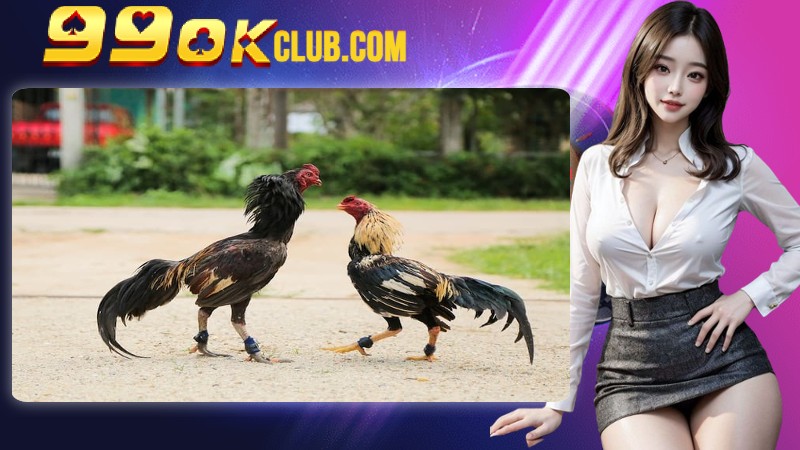 Tổng quan về giống gà đá cựa dao